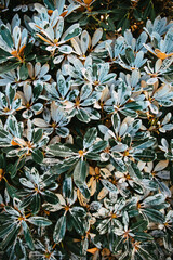 Obraz premium Rhododendron leaves background, selective focus