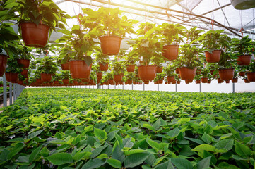 Poinsettia plant growing in pots in a sunny greenhouse