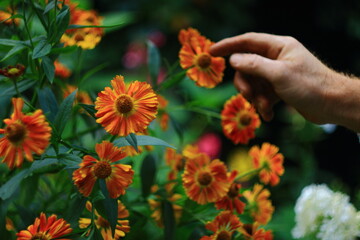 flowers in the garden