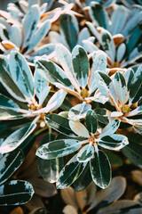 Obraz premium Rhododendron leaves background, selective focus