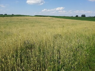 field of wheat