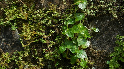 green moss on the wall
