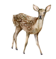 Watercolor Christmas baby deer. Hand painted wild animal isolated on white background. Realistic animal for design, fabric, print or background.