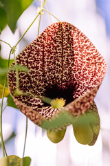 Dutchman's pipe flower or Aristolochia littoralis hangs on a vine in a tropical garden.