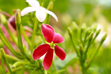 Red and white flowers of Combretum indicum, known as the Rangoon creeper  or  Chinese honeysuckle