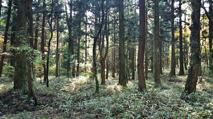 한라산 둘레길 천아숲길 풍경, 단풍