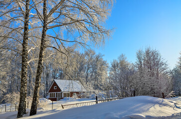 Old wooden village house on the edge of winter forest with lacy crowns of snow-covered trees. Beautiful frosty sunny weather and blue sky. Winter landscape with sunlight and shadows. Birch tree