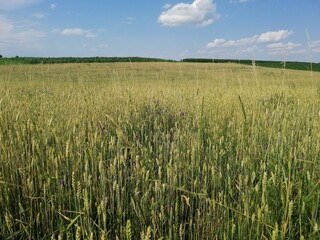 field of wheat