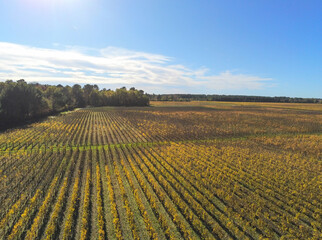 Vignes à Léognan en Gironde, vue aérienne