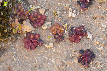 The flat rosetted Sundew Drosera lowriei close to Holt Rock, Western Australia