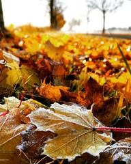 autumn leaves