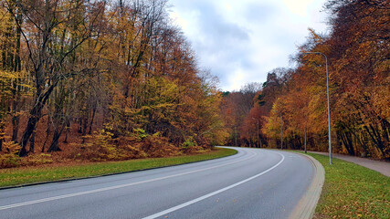 Street and pavement in the autumn forest, no people or cars.