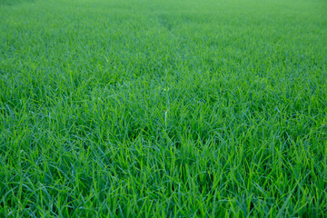 Dargonfly in the middle of green rice fields