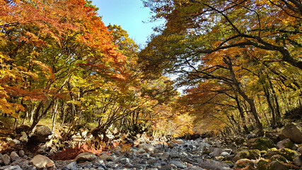 한국 제주도 한라산 둘레길 풍경, 가을 단풍