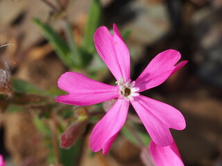 Wildflower (Silene psammitis)