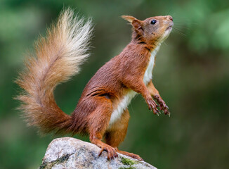 Naklejka na ściany i meble Red Squirrel on Rock