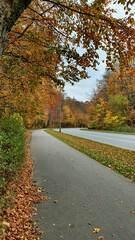 Fototapeta na wymiar Street and pavement in the autumn forest, no people or cars.