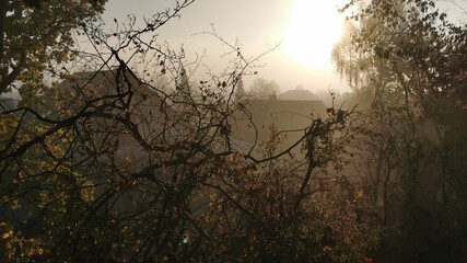 sunset in the forest