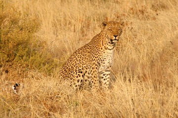  Leopard (Panthera pardus) Raubtier im Grasland, Afrika