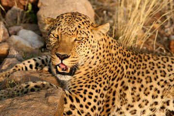 Leopard (Panthera pardus) liegt im Gras und ruht sich aus, Afrika