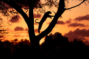 Leopard (Panthera pardus) springt auf Baum bei Sonnenuntergang, Afrika
