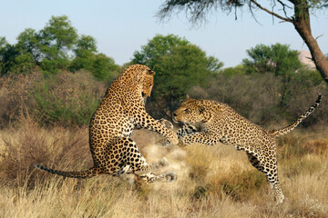 Leopard (Panthera pardus) zwei Tiere streiten sich, Revierkampf, Rivalen, Afrika