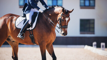 A beautiful sporting Bay horse with a bridle on its muzzle and a rider in the saddle participates...