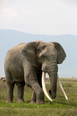 Afrikanische Elefant (Loxodonta africana) Bulle in der Steppe, Amboseli Nationalpark, Kenia, Ostafrika