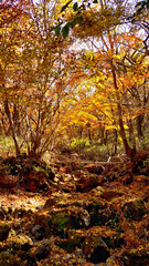 한국 제주도 한라산 둘레길 풍경, 가을 단풍