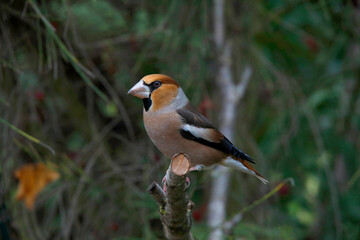 Kernbeißer (Coccothraustes coccothraustes) Männchen sitzt auf Ast