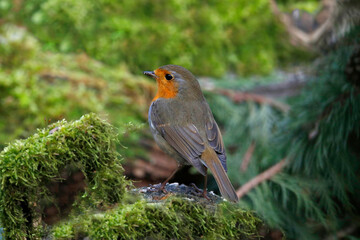 Rotkehlchen (Erithacus rubecula) Singvogel sitzt auf Baumstamm