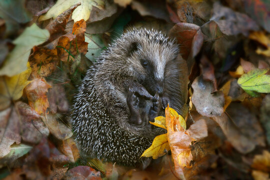 Junger Igel (Erinaceidae) eingerollt in buntem Herbstlaub 
