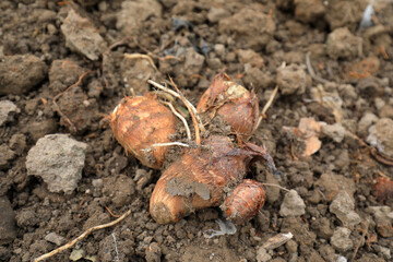 Close up of taro roots, just harvested on the ground