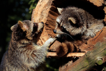  Waschbär (Procyon lotor) auch Nordamerikanischer Waschbär, Pärchen vor Höhle