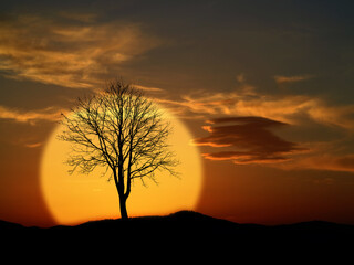 sunset evening sky and tree