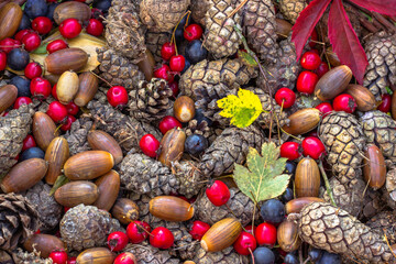 Fall autumn colorful background. Variety of fall fruits,acorns, cones, sloes.Home fresh seasonal decoration. Forest harvest time. Natural rustic arrangement.Fall Still Life.Thanksgiving day concept.