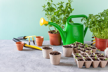Growing plants in a germinating boxes for sprouts.