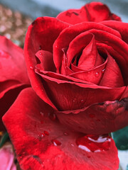 Vertical closeup shot of a beautiful red rose head