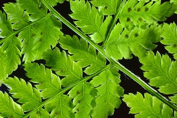 Dryopteris dilatata - Paproć nerecznica szerokolistna - Trójmiejski Park Krajobrazowy