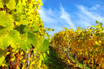 Autumnal vineyards at the Moselle in Germany
