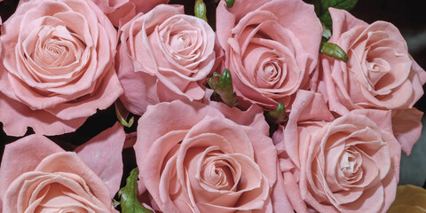 Background of beautiful flowers. Сlose up. Panorama.
