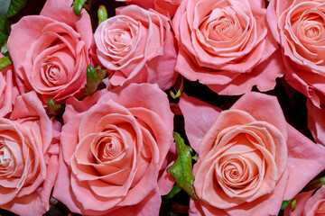 Background of beautiful flowers. Сlose up.