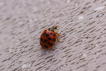 Harmonia axyridis, most commonly known as the harlequin, multicolored Asian, or Asian ladybeetle, close-up.