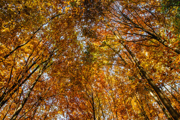 Autumn colorful trees. Warm autumn sun shining through golden tree tops with beautiful bright blue sky. Fall natural landscape. Beautiful fall season concept copy space. Tree top shot from below.