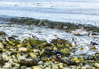 Magellanic penguins leaving the sea on Magdalena island in Chile