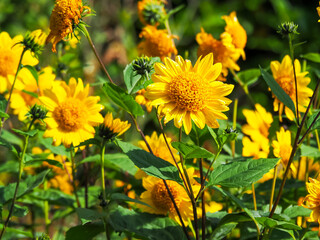 Small yellow Helianthus sunflowers catching sunlight in a garden