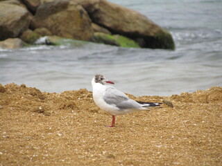 seagull on the beach