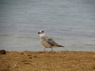 seagull on the beach