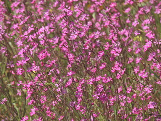 Wildflowers (Silene scabriflora)