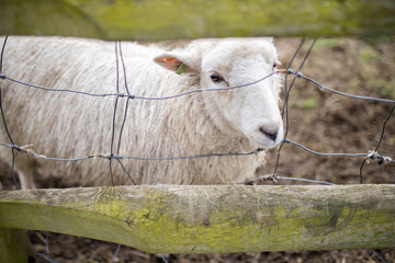 Fototapeta premium Cute white sheep sticking its snout out of a fence between two wooden planks